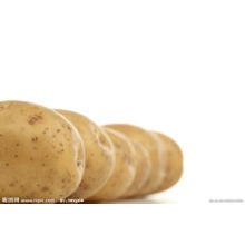 Holland Fresh Potato Desde a China